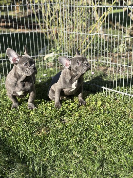 Buldog francuski  suczka