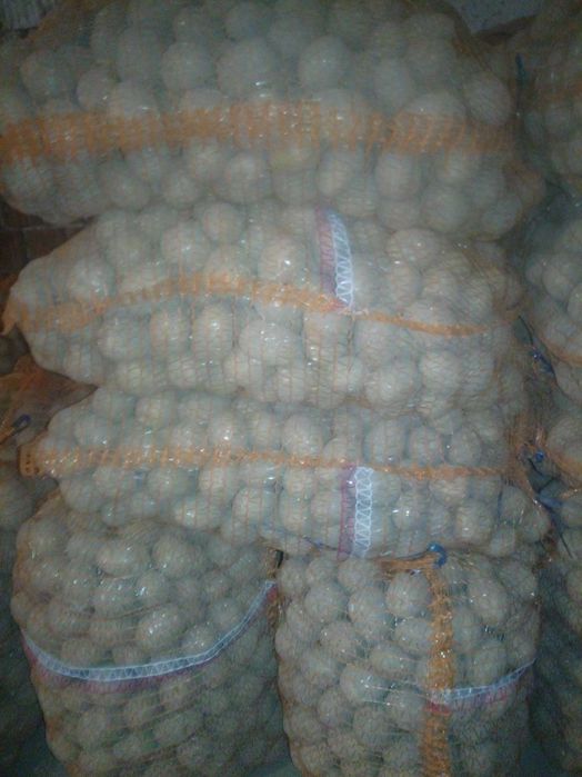 Ziemniaki  wielkość sadzeniaka Queen Anne, Red Sonia 1 zł./kg.