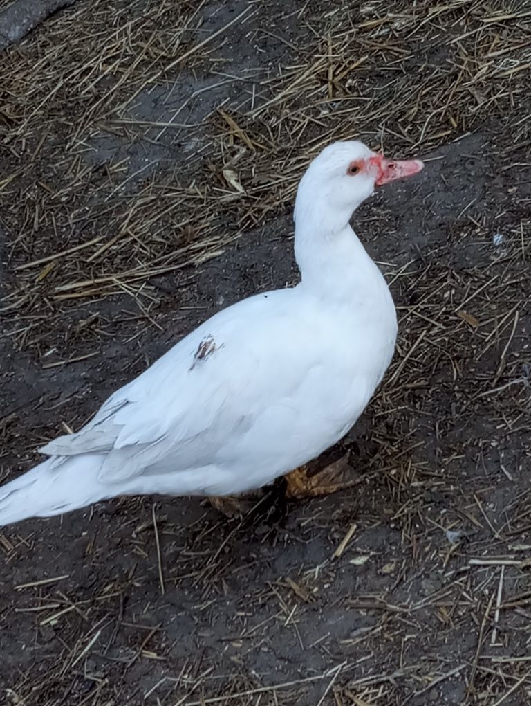 Kaczki piżmowe około 6 sztuk