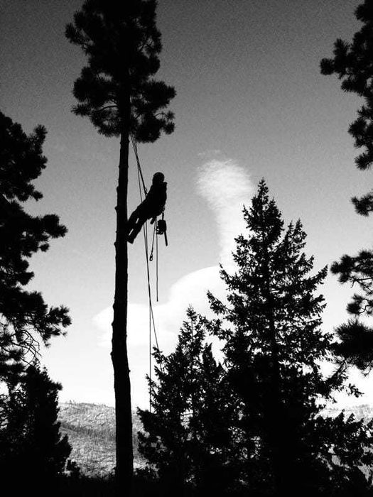 Wycinka drzew alpinistyczna wywóz gałęzi wywóz gruzu Olsztyn