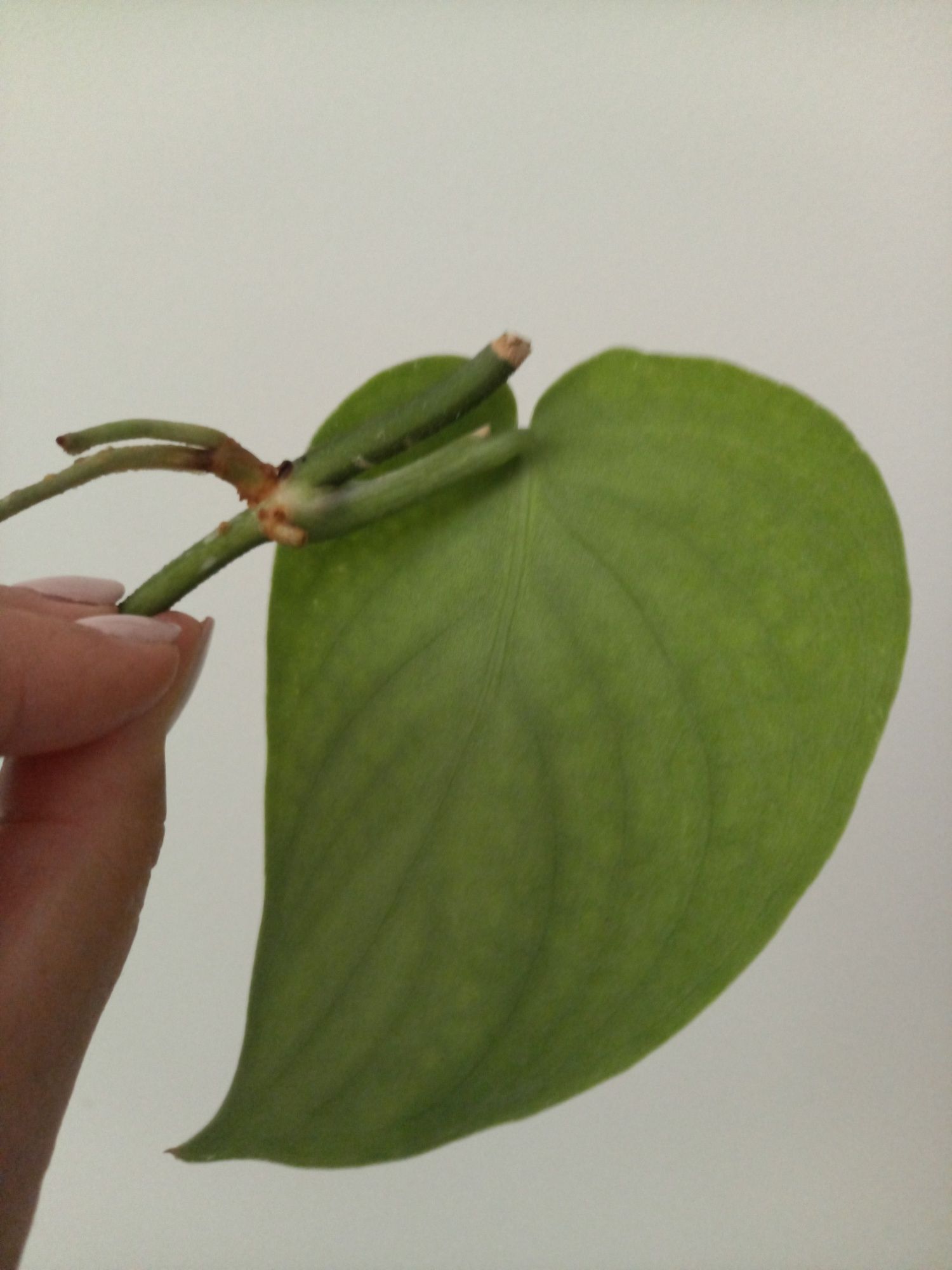 Scindapsus Jade Satin
