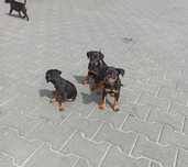 Pinczer miniaturowy szczenię, mini doberman, pinczerek