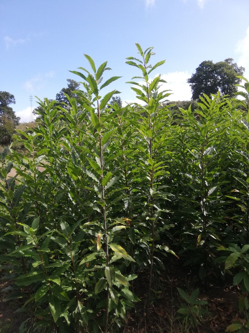 Castanheiros bravos e enxertados para plantação