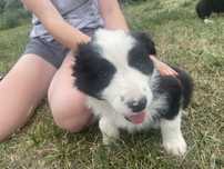 Border Collie Piesek