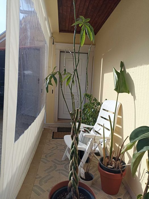 Plantas verdes ornamentais de interior e exterior