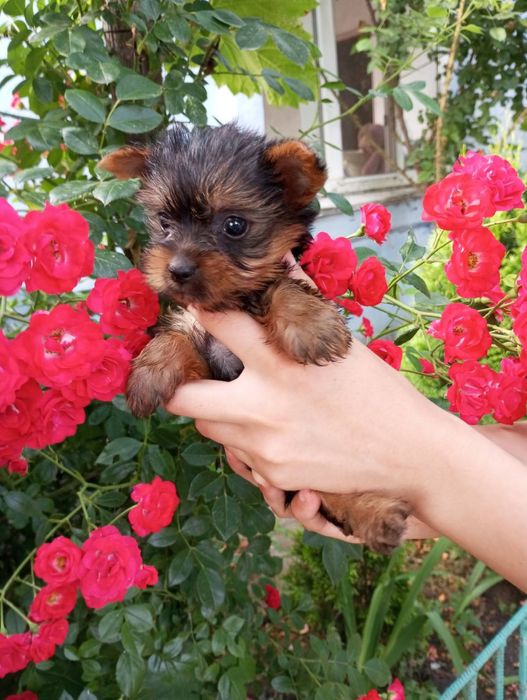 Йоркширский терьер щенки