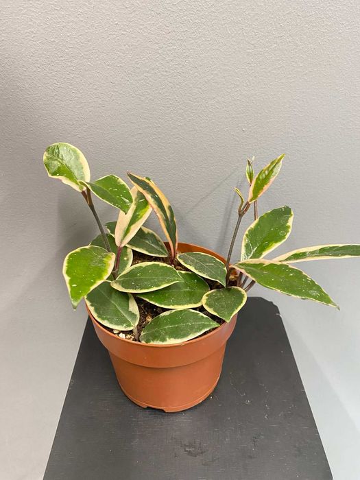 Hoja flamingo dream Hoya