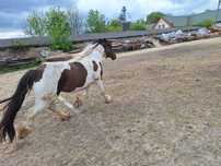 Klacz 5-letnia Irish-cob