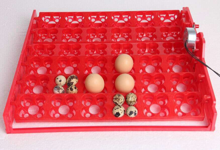 tabuleiros de viragem, aparelho medição temp/humidade para chocadeira