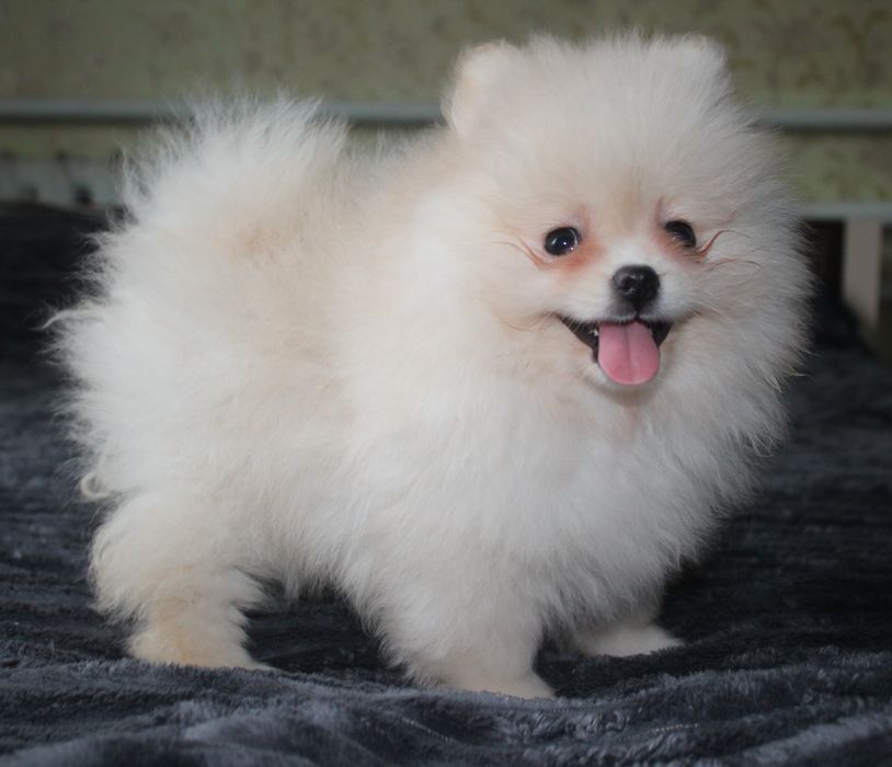 Дівчинка 2 міс КСУ