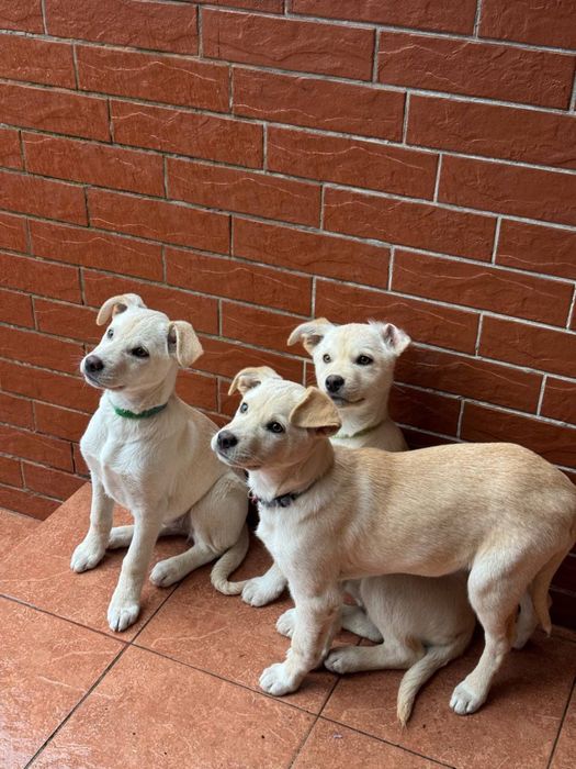 Цуценята дівчата безкоштвно ( метіс лабрадора)