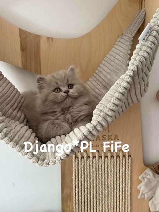 Odbiór listopad czystej rasy kocurek  liliowy długowłosy