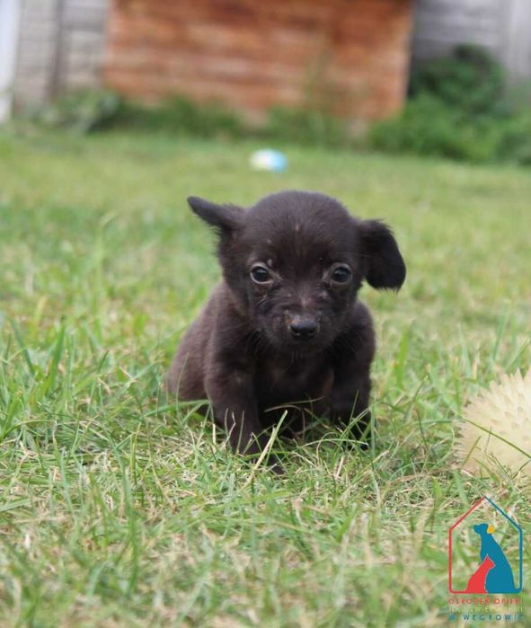 Szczeniak Stella szuka domu!