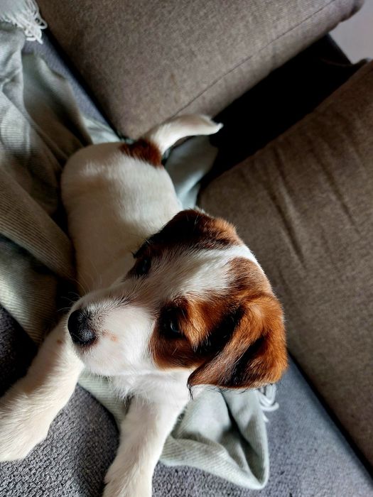 Jack Russell Terrier