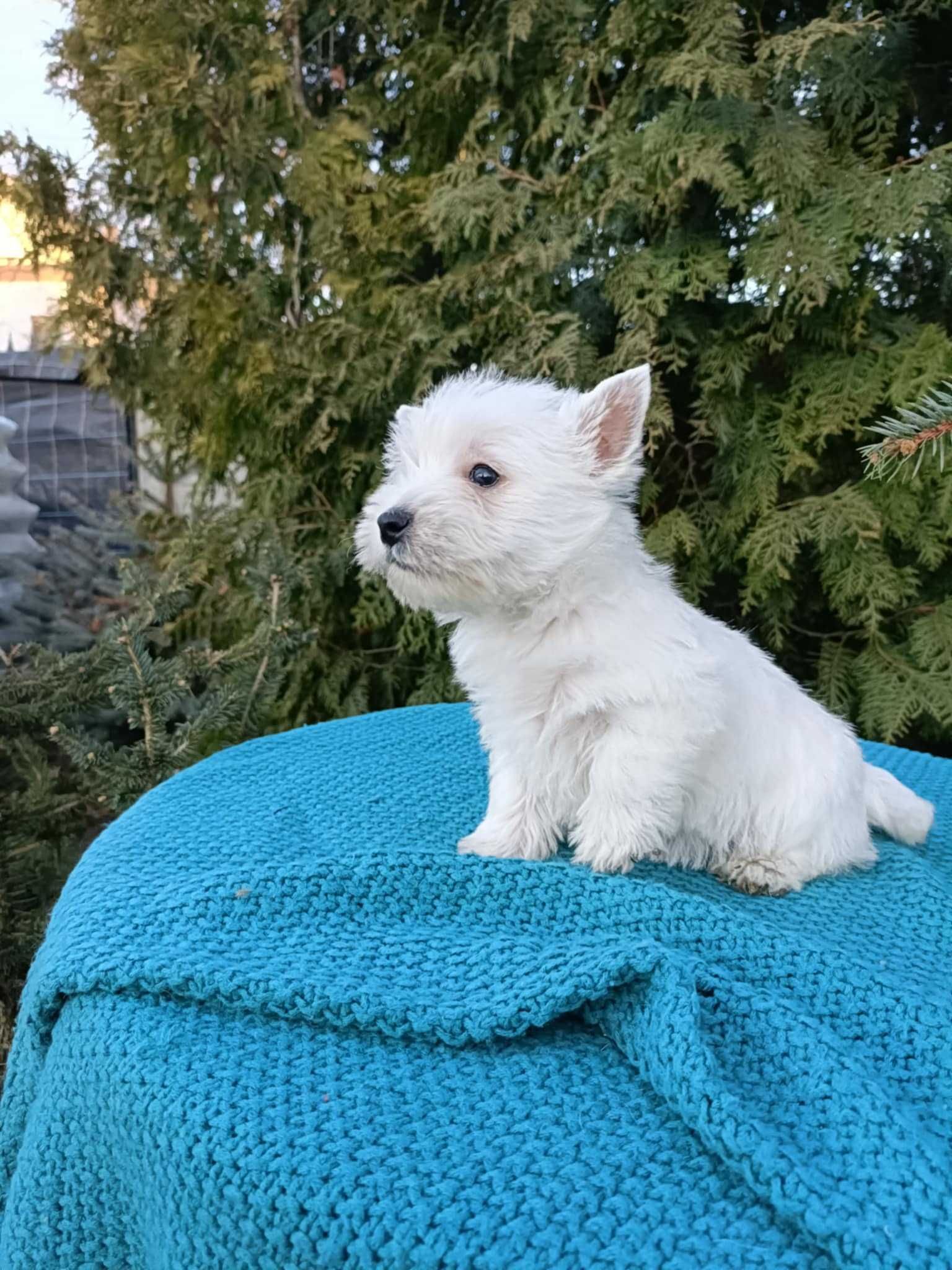 Wzorcowa suczka West Westie Westik mega gęsty włos piękny extrier