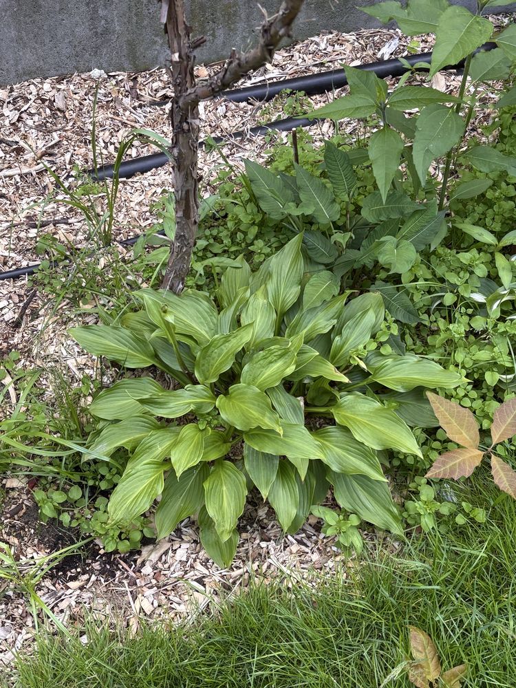 Hosta funkia sadzonki