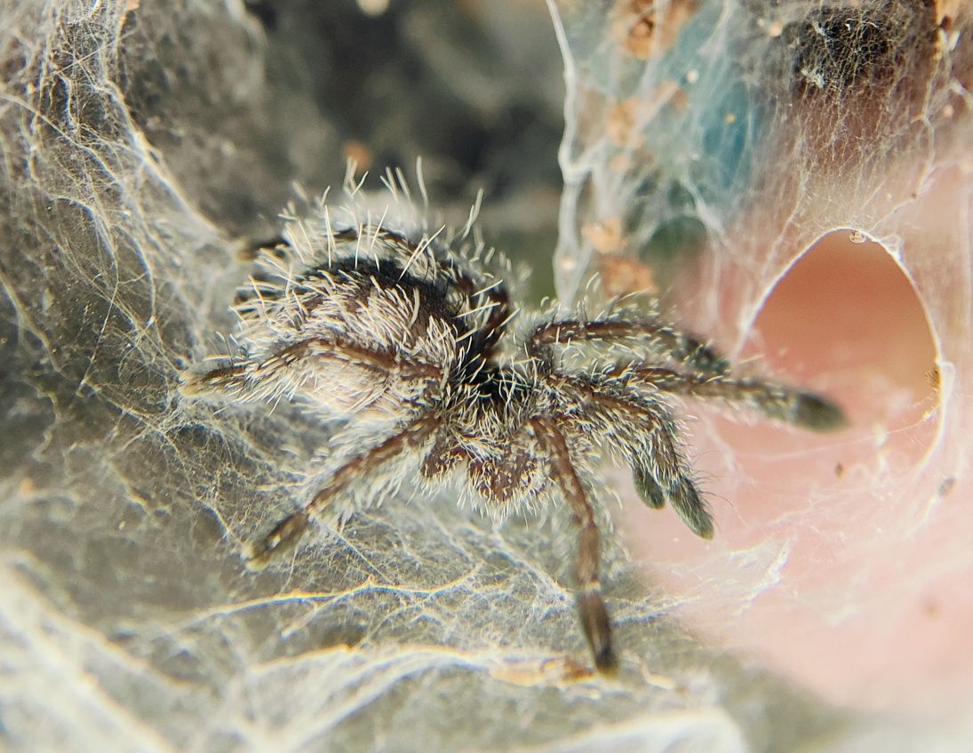 Avicularia purpurea L3