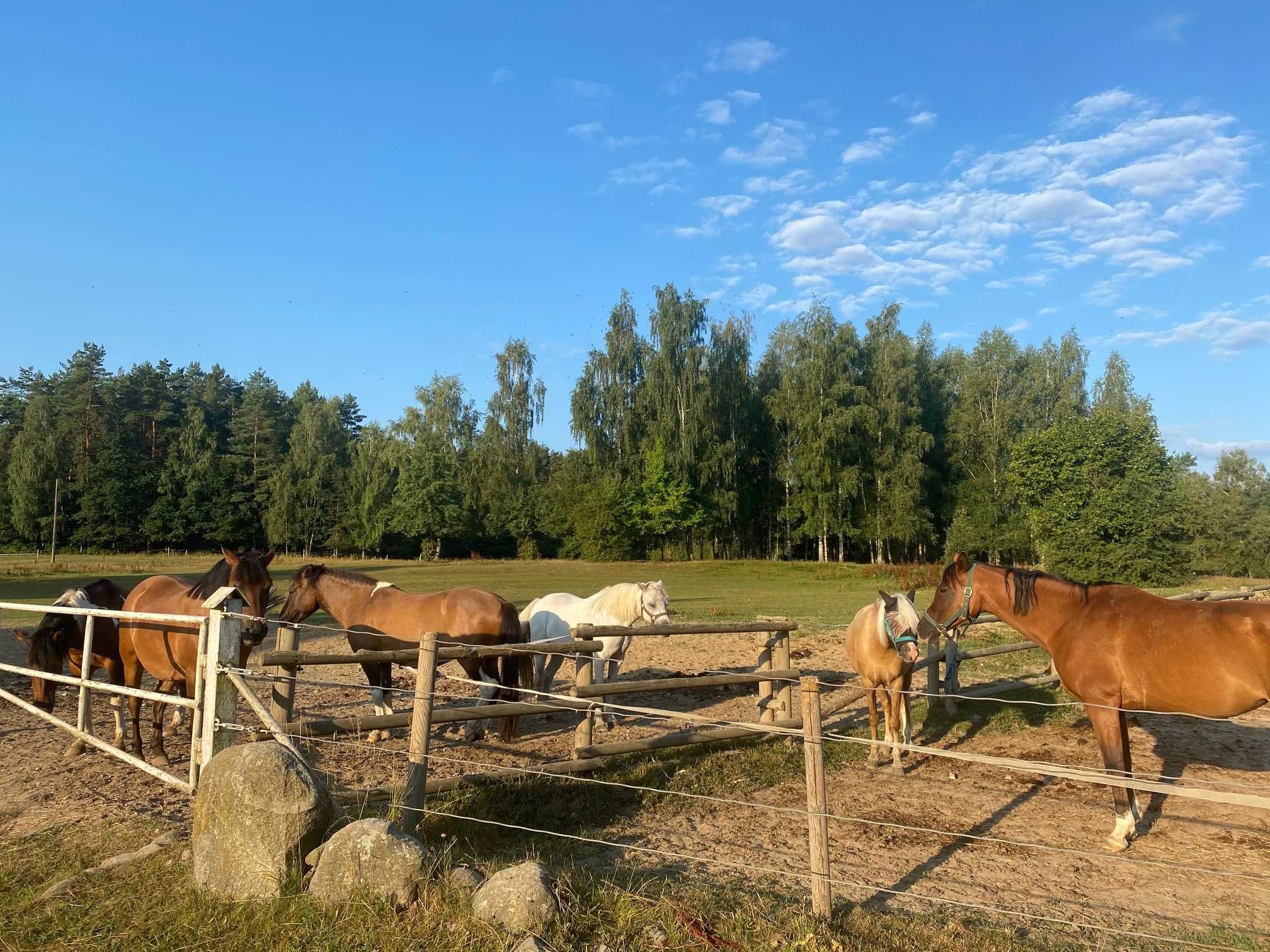 Dom Domek do wynajęcia, Mazury stajnia jazdy konne, łódka łowienie ryb