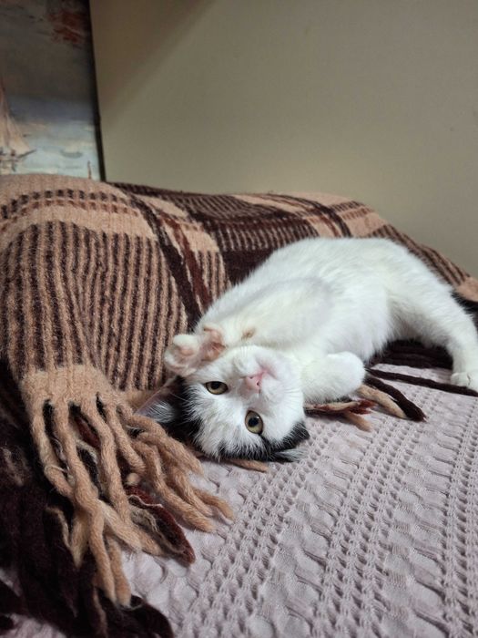 Кошечка, котенок, котик, котята Первомайськ