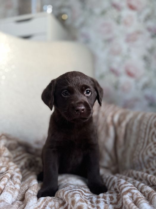 Labrador Retriever czekoladowy Oreo