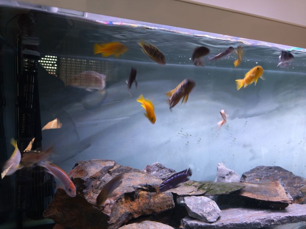 Aquário Aquatlantis 150cm completo com o equipamento