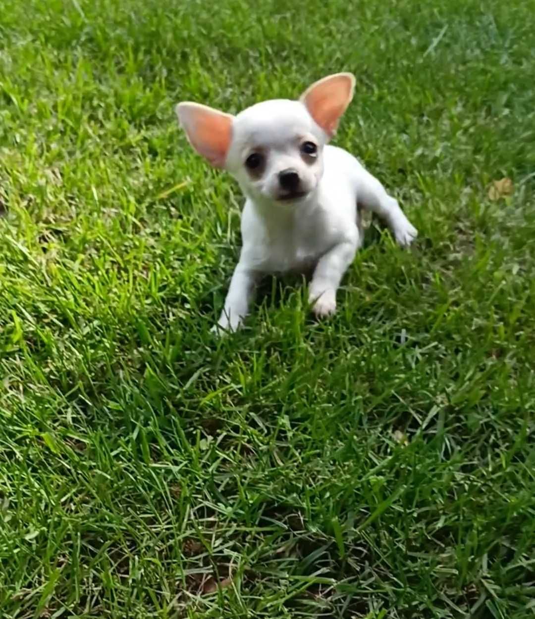 Śliczna MINI suczka Chihuahua