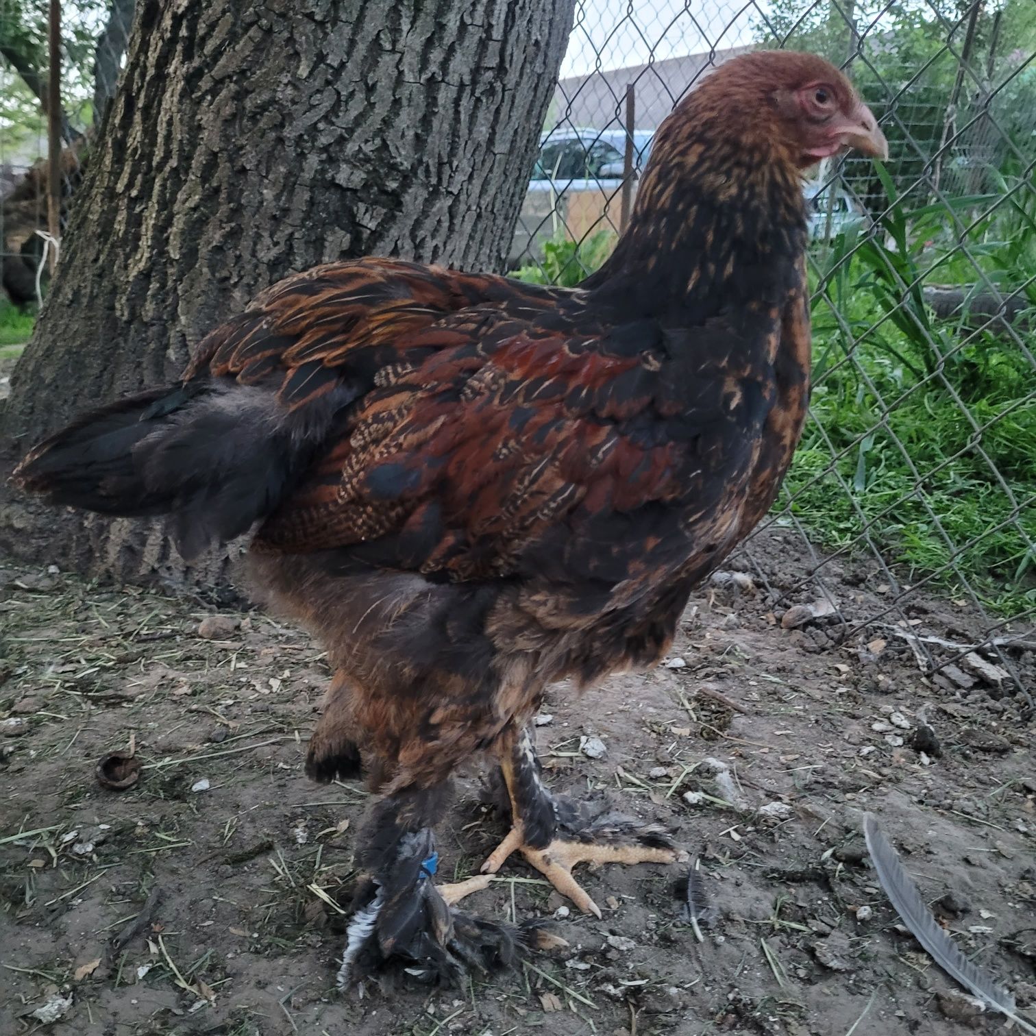 Parki brahmy srebrnej/brunatnej(kuropatwiatnej)