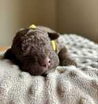 Suczka Lagotto Romagnolo (Bessi) FCI
