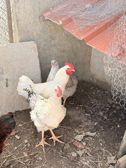 Lote de aves e aceito troca