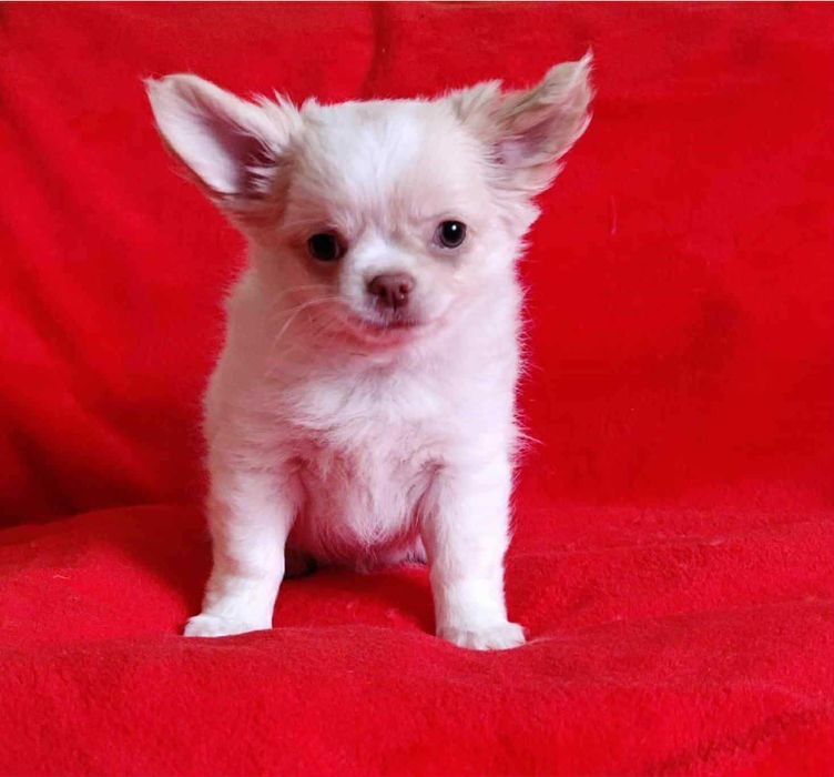 Piękna księżniczka długowłosa dziewczynka Chihuahua . Rodowod FCI