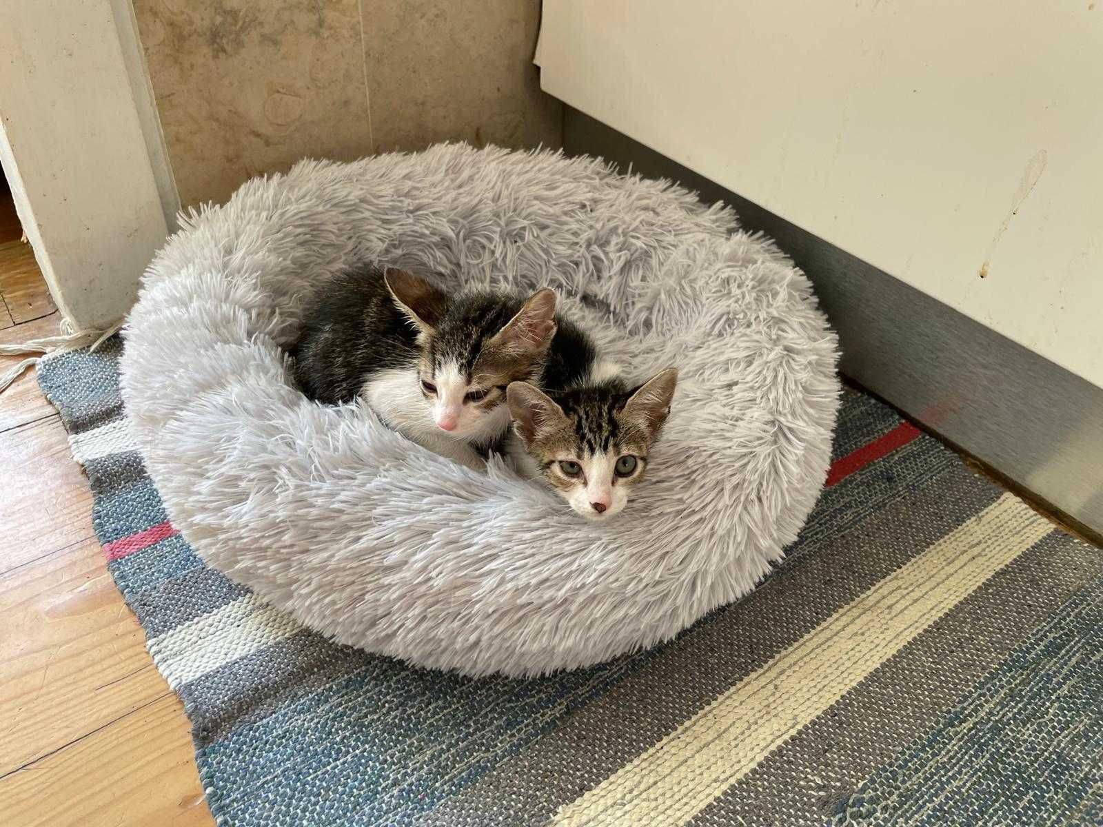 Gatinhas bebés para adoção consciente