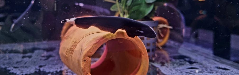 Duch amazoński (Apteronotus albifrons)