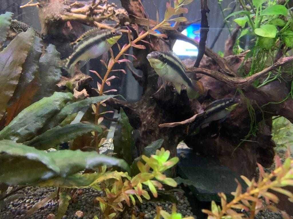 Urgente Aquariofilia, aquário, plantas e peixes
