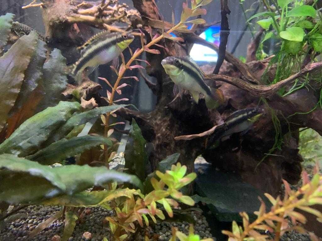 Urgente Aquariofilia plantas e peixes