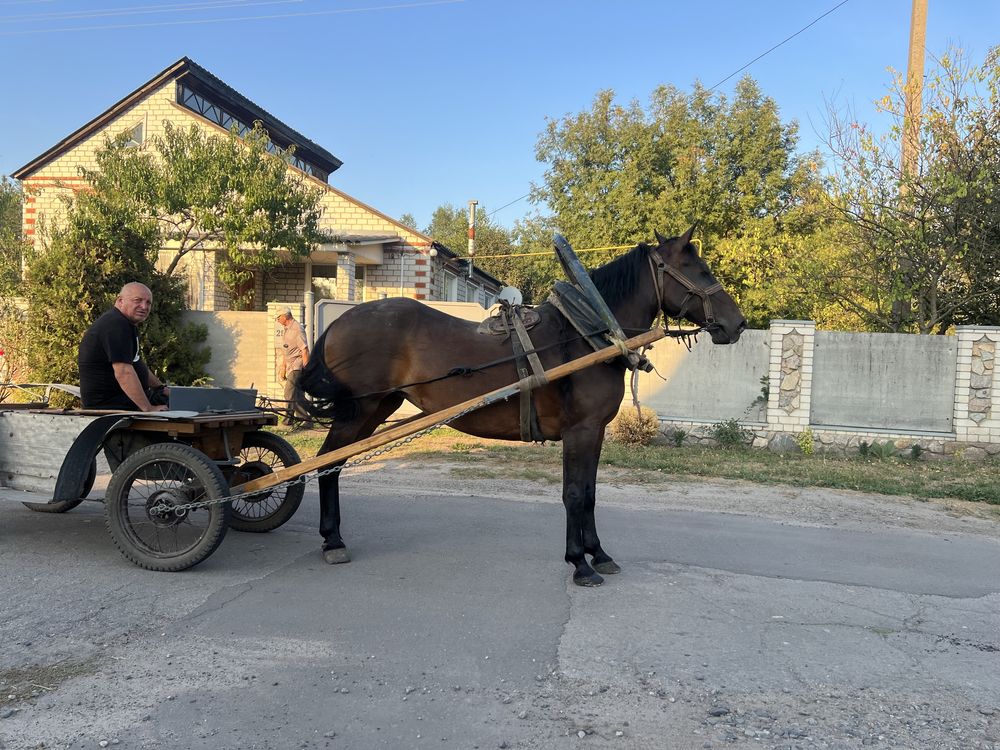 Продам рабочу лошадь