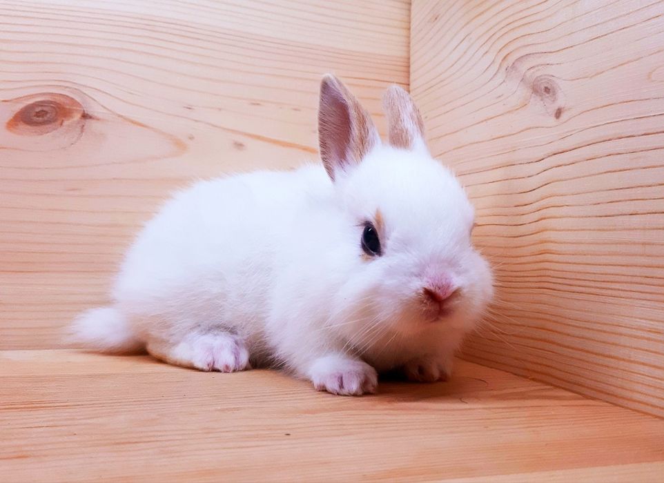 Карликовые супер мини кролики декорат.торчеухие и вислоухие кролики