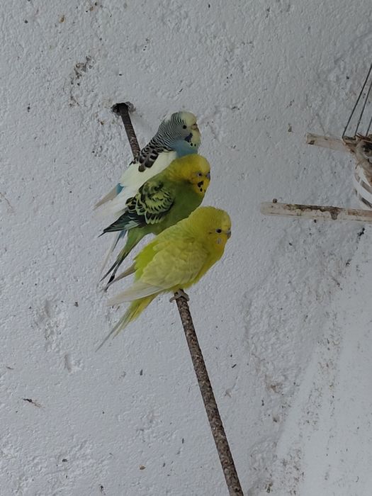 3 piriquitos a venda