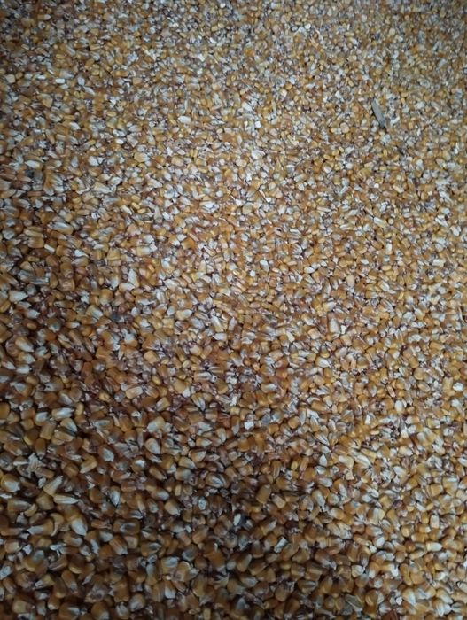 Kukurydza sucha worek 25 kg.