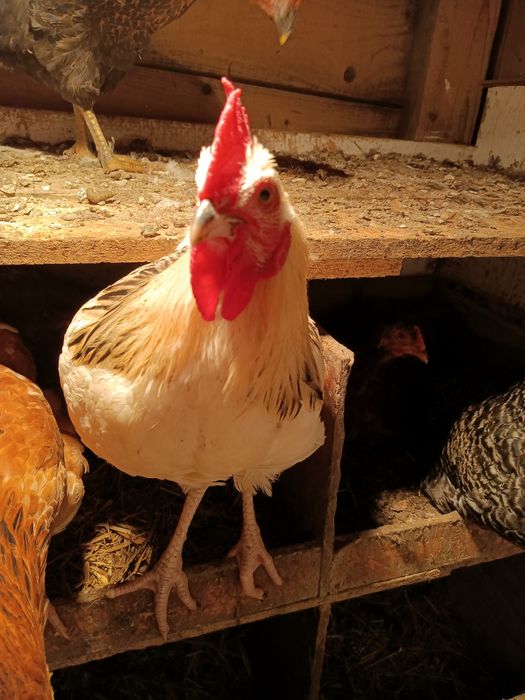 sprzedam młodego koguta