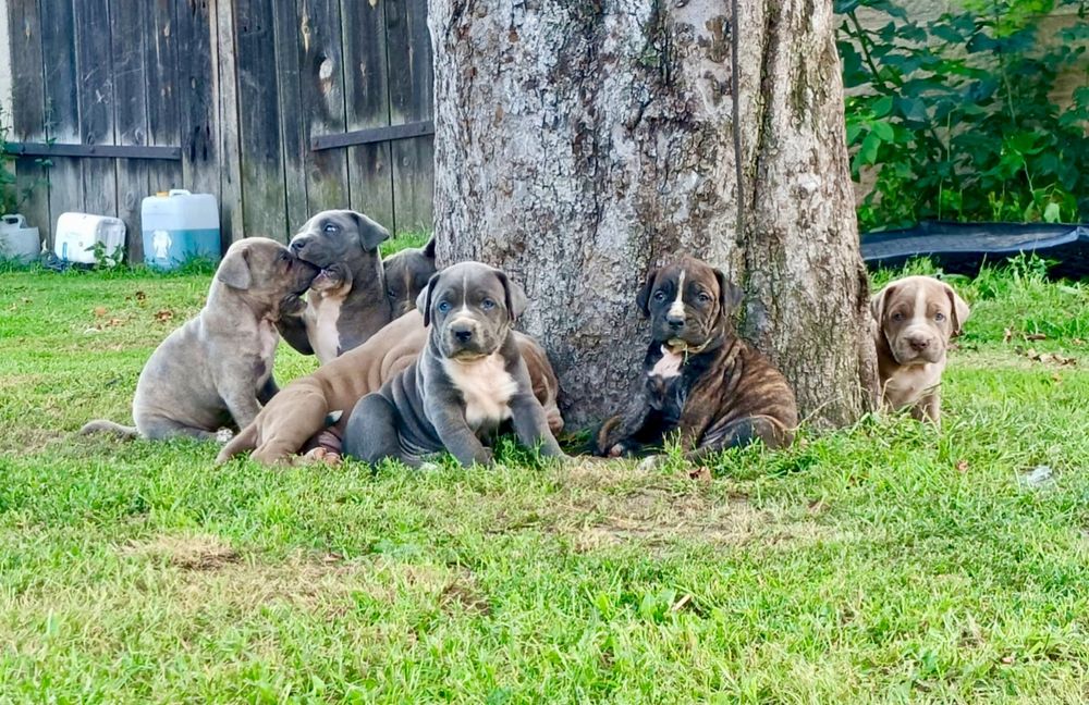 Szczeniaki bandog - cane corso dog argentyński mastino presa tosa