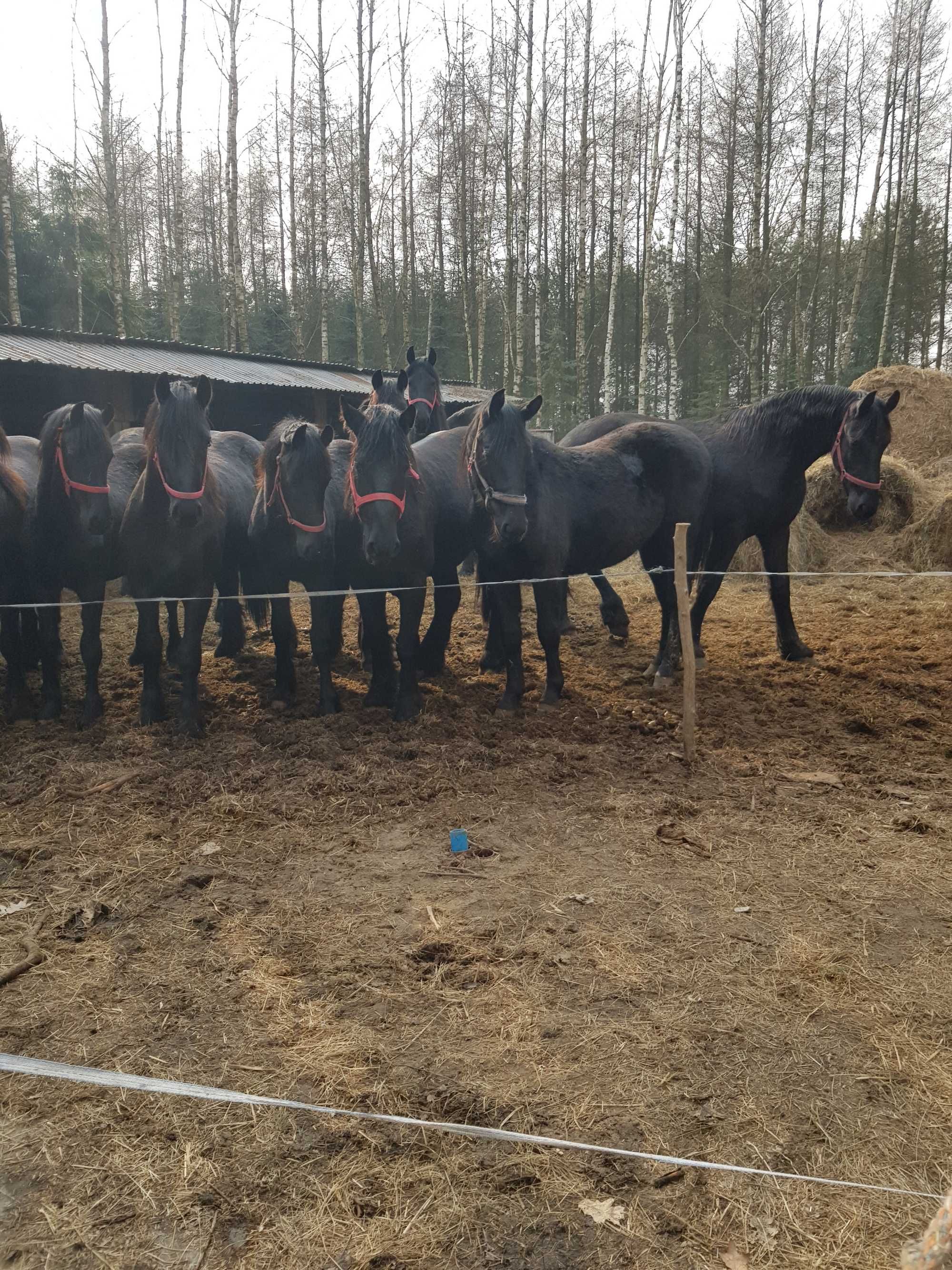 konie fryzyjskie, śląskie, sokulskie i kn, klacze, ogiery