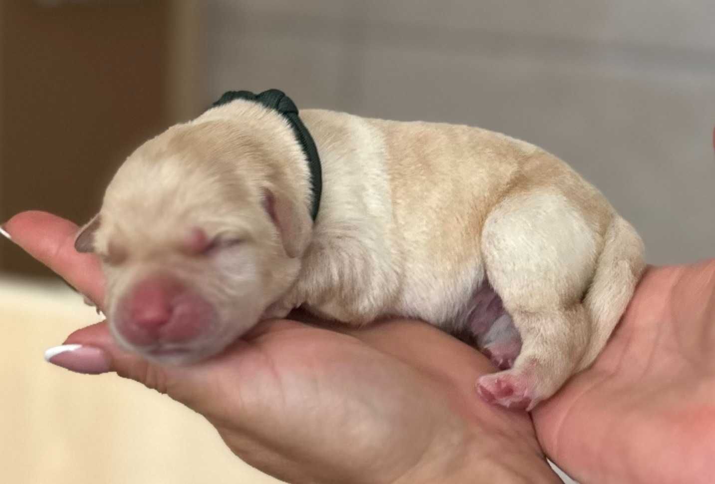 Labrador Retriever FCI, żółte szczenie po doskonałych rodzicach!