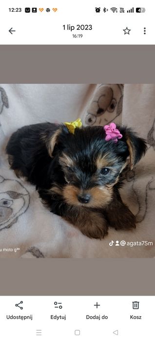 Suczka Yorkshire terrier
