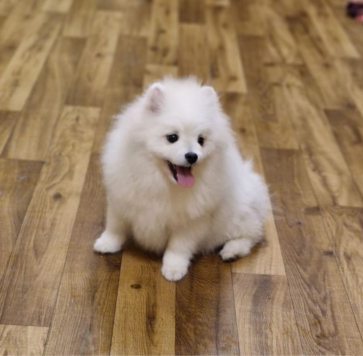 Померанский шпиц мальчик