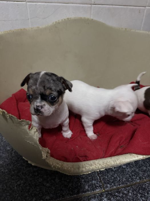 Lindo menino “CHIHUAHUA”