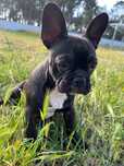 Buldogue frances