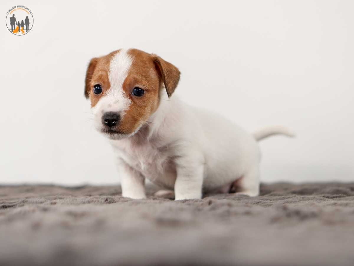 Jack Russell Terrier ZKwP FCI - rezerwacja