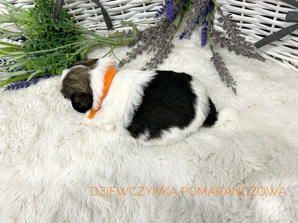 Shih tzu, prześliczna suczka , tricolor!