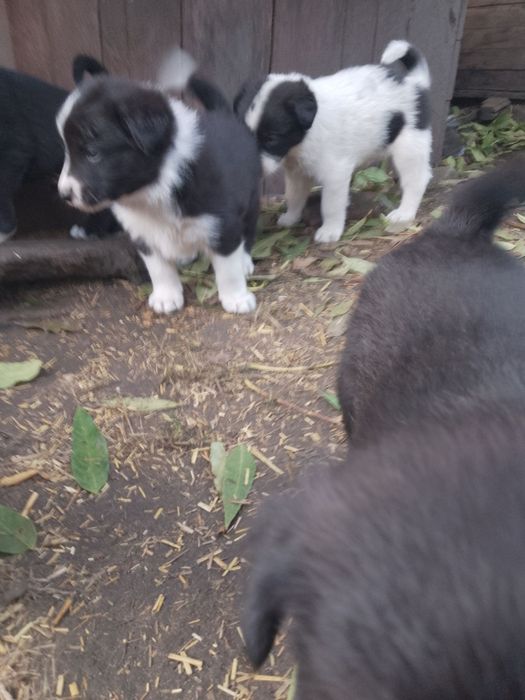 Śliczne, łaciate szczenięta do adopcji