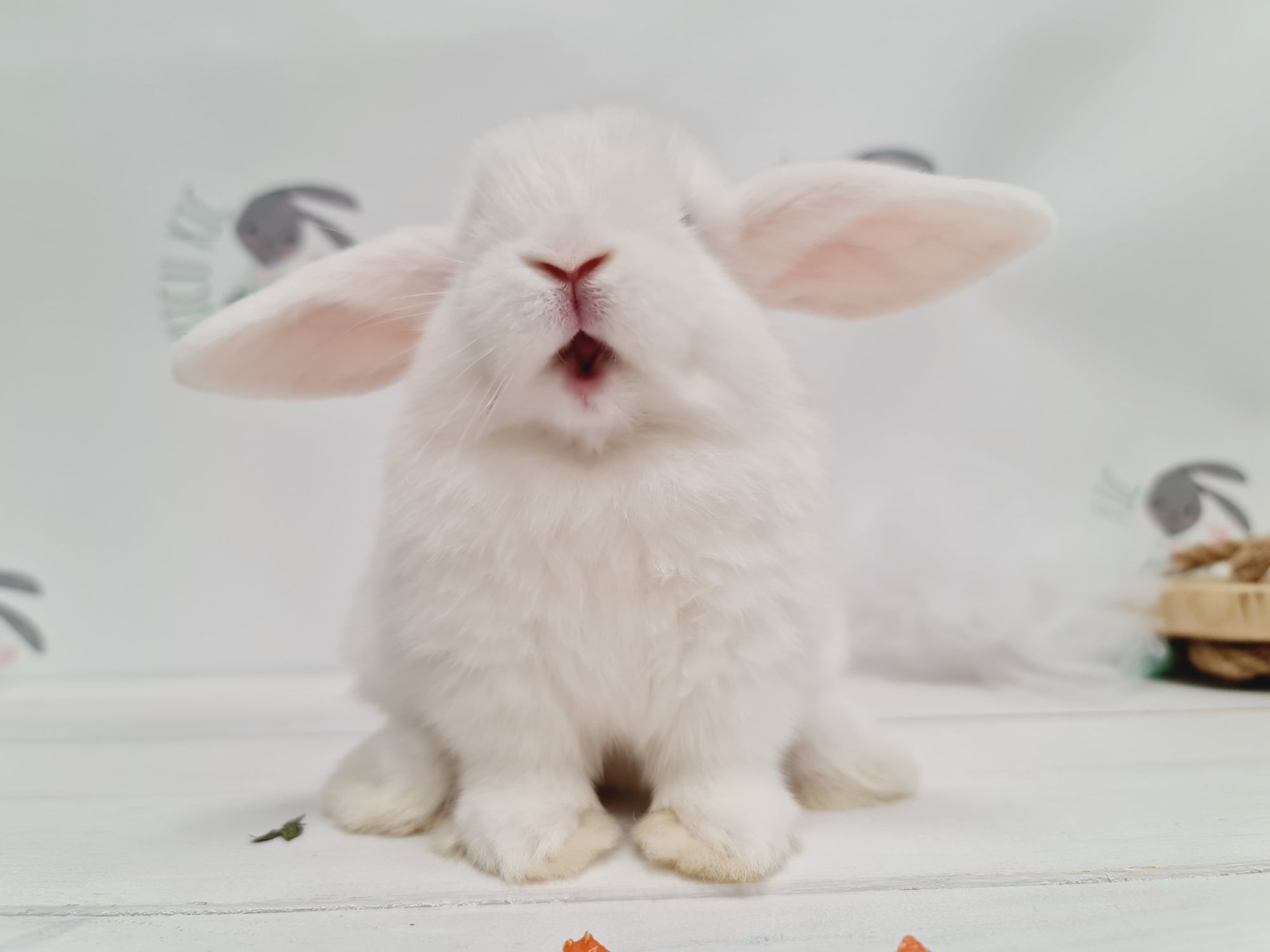 Mini lop królik kroliczek miniaturka legalna hodowla, badania.